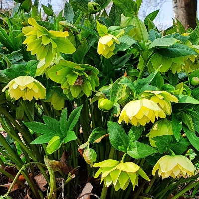 Ciemiernik Double Ellen Yellow 1szt