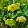Ciemiernik Double Ellen Yellow