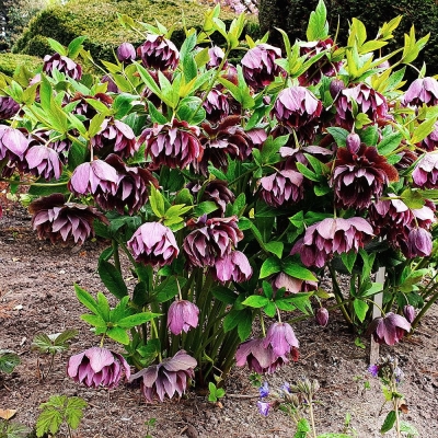 Ciemiernik Double Ellen Dark Red Rose 1szt