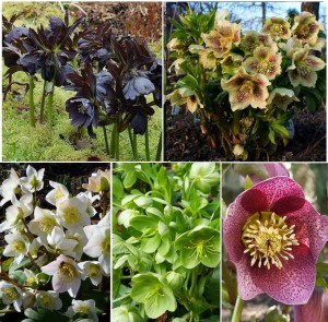 Ciemiernik zestaw 5szt