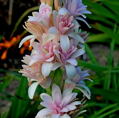 Tuberoza wonna różowa - polianthes tuberosa 1szt