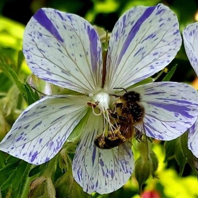 Bodziszek - geranium Splish Splah 1szt