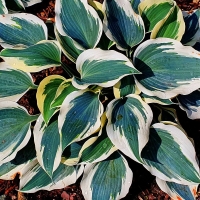 Funkia Blue Ivory.jpg