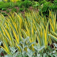 Irys Variegata.jpg