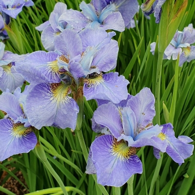 Irys syberyjski Rikugi Sakura 1szt