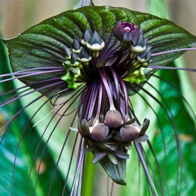 Tacca Black 1szt
