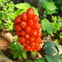 Arum italicum