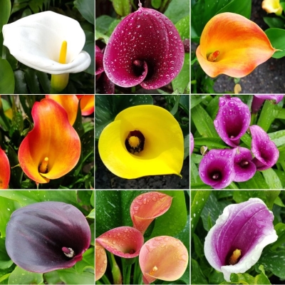 Calla - Zantedeschia mix 9szt