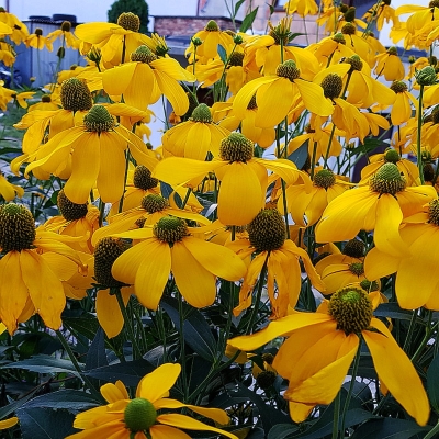 Rudbekia okazała Maxima 1szt