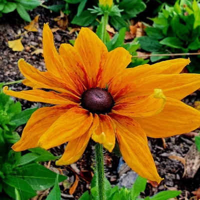 Rudbekia Hirta Toto 1szt