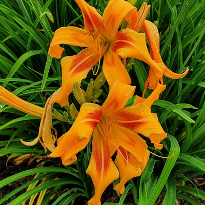 Liliowiec Tigereye Spider 1szt
