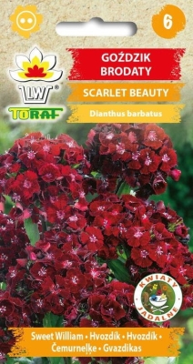 Goździk brodaty Scarlet Beauty 0,5g