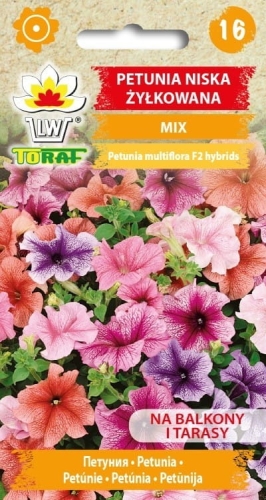 petunia-niska-zylkowana-mix_f.jpg