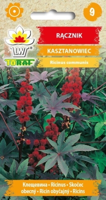 Rącznik Kasztanowiec 8szt