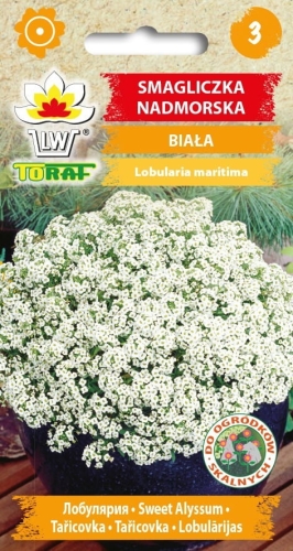 smagliczka-nadmorska-biala_f.jpg