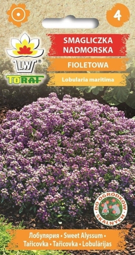 smagliczka-nadmorska-fioletowa_f.jpg