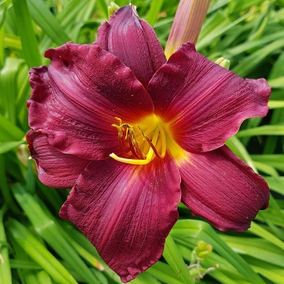 Liliowiec Super Purple 1szt