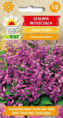 Szałwia błyszcząca fioletowa 10szt (nasiona)