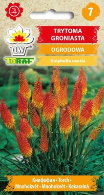 Trytoma groniasta nasiona 0,5g
