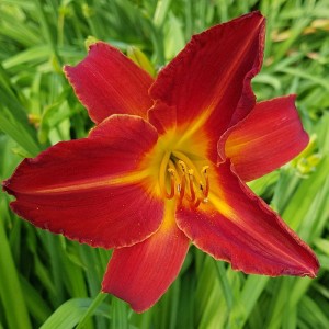 Liliowiec Campfire Embers 1szt