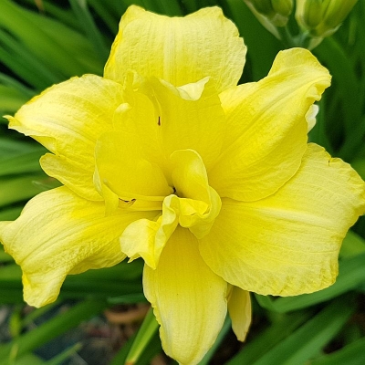 Liliowiec Double Yellow 1szt