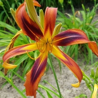 Liliowiec Tigereye Spider