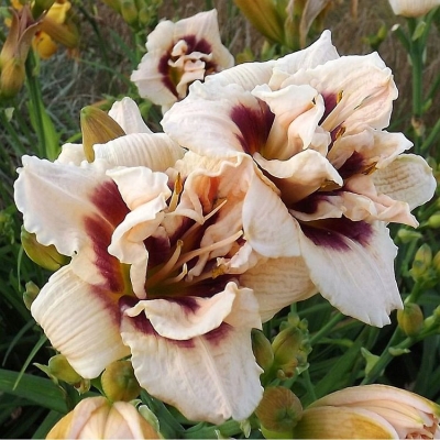 Liliowiec Roswitha 1szt