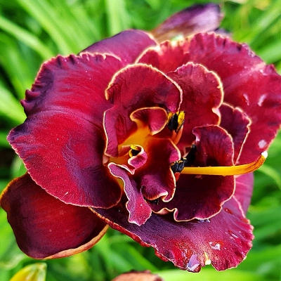Liliowiec Merlot Rouge 1szt