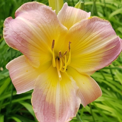 Liliowiec Catherine Woodbury 1szt