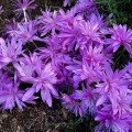 Colchicum Zimowit Pleniflorum