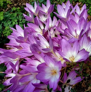 Colchicum Zimowit Bizantyjski 1szt