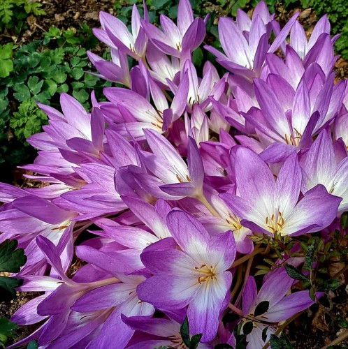 Zimowit Bizantyjski Colchicum