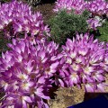 Zimowit Bizantyjski Colchicum