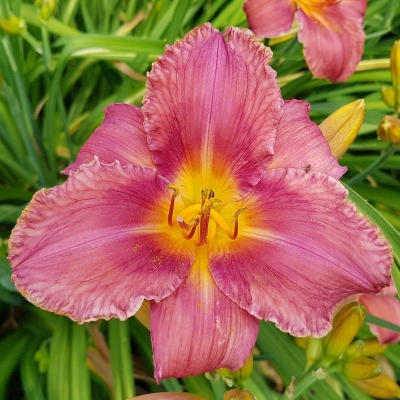 Liliowiec Romantic Rose 1szt