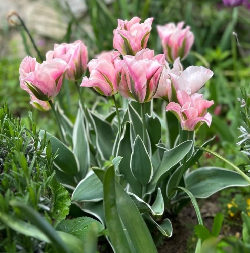 Tulipan China Town