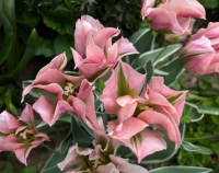 Tulipan China Town