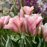 Tulipan China Town