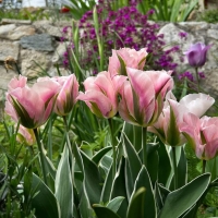 Tulipan China Town
