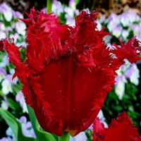 Tulipan Barbados.jpg