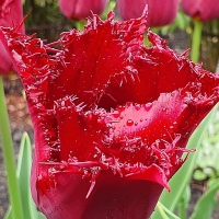 Tulipan Barbados