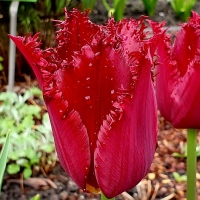Tulipan Barbados