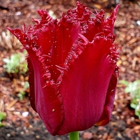 Tulipan Barbados