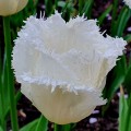 Tulipan Swan Wings
