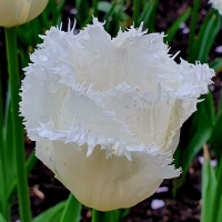 Tulipan Swan Wings