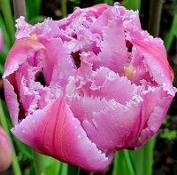 Tulipan Newcastle