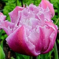 Tulipan Newcastle