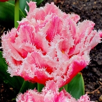 Tulipan Queensland