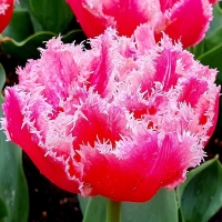 Tulipan Queensland