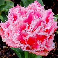 Tulipan Queensland