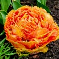 Tulipan Brisbane